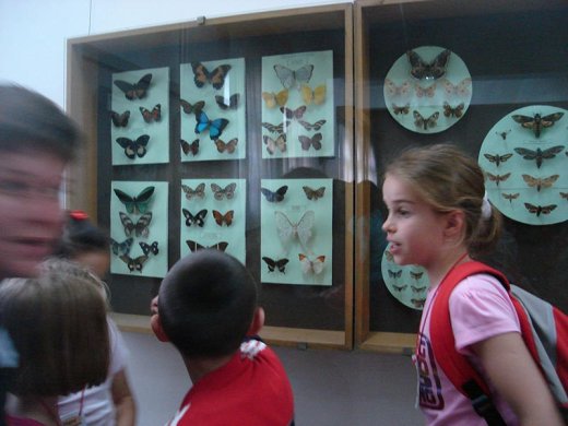 Ez a lepke akkora, de akkora...